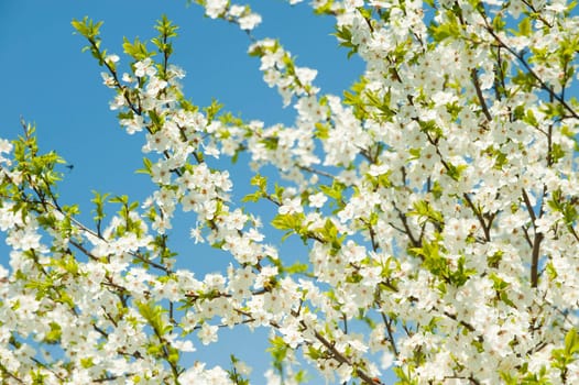 Blossoming branches of a tree. White flowers on a background of the blue sky