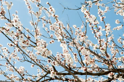 Blossoming branches of a tree. White flowers on a background of the blue sky