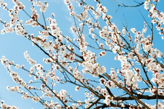 Blossoming branches of a tree. White flowers on a background of the blue sky