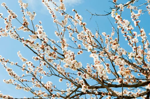 Blossoming branches of a tree. White flowers on a background of the blue sky