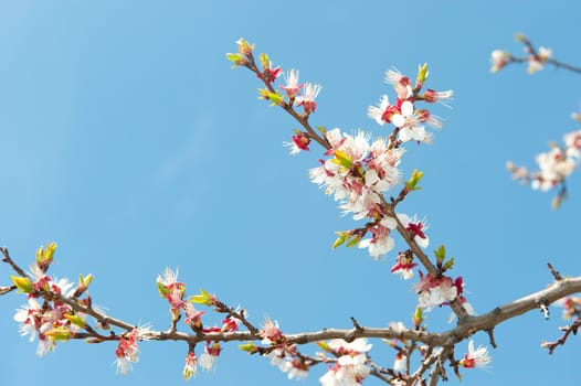 Blossoming branches of a tree. White flowers on a background of the blue sky