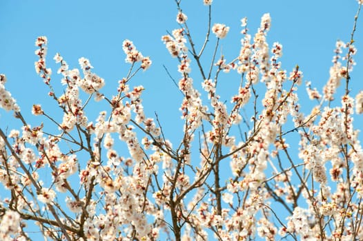 Blossoming branches of a tree. White flowers on a background of the blue sky