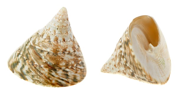 Sea cockleshell. It is isolated on a white background.