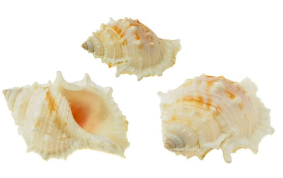 Sea cockleshell. It is isolated on a white background.