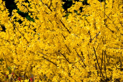 Blossoming tree. Yellow flower, a photo close up