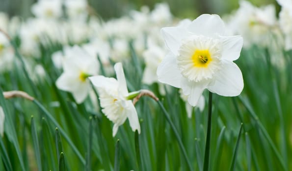 White spring flower Narcissus. Flowers dismissed white color