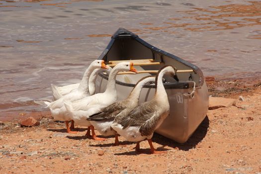 Five geese investigate a canoe beached at Lake Powell.
