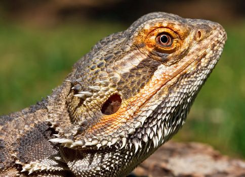 Closeup of a bearded dragon with very sharp focus on the eye