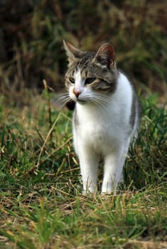 Wild white and grey cat walking among nature grass