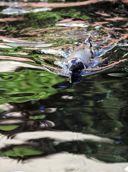 Spheniscus humboldti. The penguin floats in water. Multi-colored reflections.