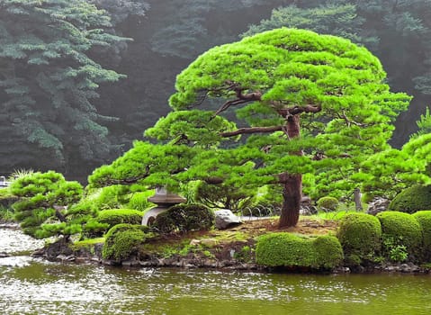 beautiful japanese green park in summer time