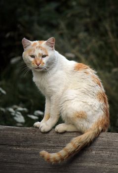 Wild white and red cat standing peacefully on a piece of wood in nature