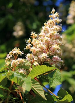 Close up of a spring blossoming chestnut flowers on the branch of the tree