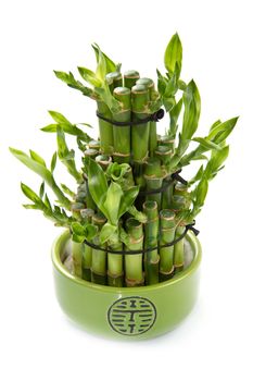 A leafy green bamboo plant isolated on a white background