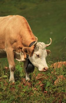 White and brown cow with a big bell around the neck eating the grass of the Alps mountains, Switzerland