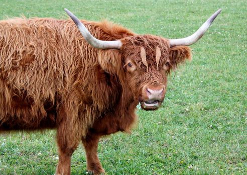 Portrait of a brown scotish cow with two very big horns in a meadow
