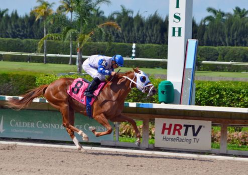 Starship Beetle a two year old fillie winning her first ever race at CalderRace Course in southeast florida on 1 October 2011