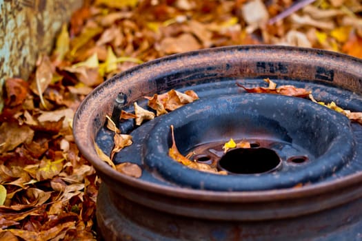 A rusty tire rim left on the ground coved with orange and yellow leaves