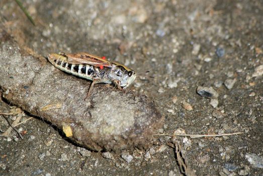 Beautiful huge and colorful grasshopper on the ground