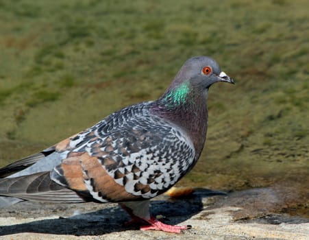 Grey pigeon standing on the city floor