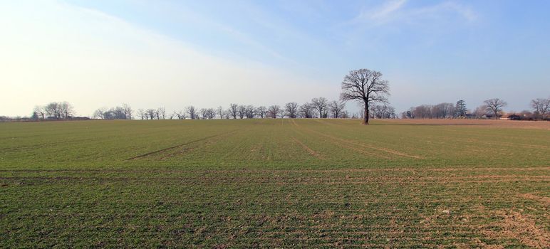 Winter trees in a rural landscape panorama