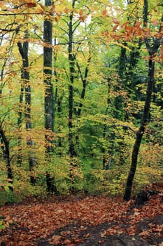 Trees with orange and green leaves in a forest