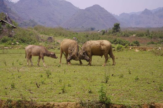 Two buffaloes are measured before a young female in the middle of the dry rice