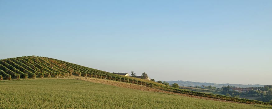 Elegant profile of an hill covered by vineyard