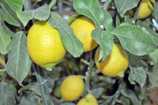 A lemon tree in the Citrus Limon family