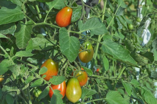 Red Italian tomato vegetables - healthy vegetarian food