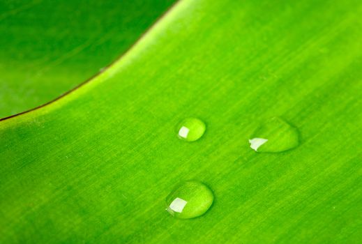 Green leaf with water droplet macro