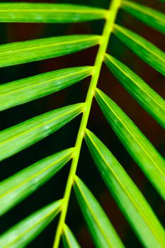 Green palm leaf close up