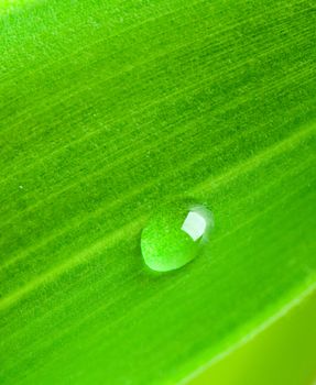 Green leaf with water droplet macro