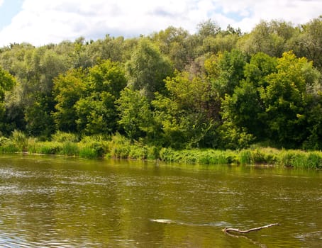 Picturesque forest and the river. Ukraine. Seversky Doneth