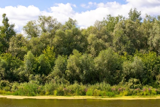 Picturesque forest and the river. Ukraine. Seversky Doneth