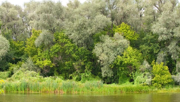 Picturesque forest and the river. Ukraine. Seversky Doneth