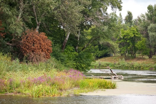 Picturesque forest and the river. Ukraine. Seversky Doneth