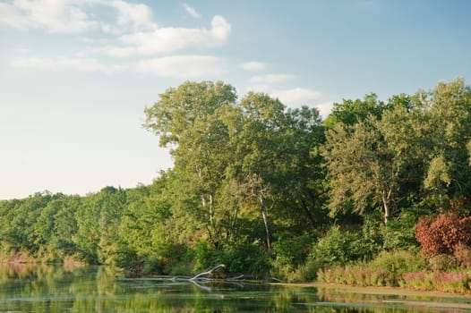 Picturesque forest and the river. Ukraine. Seversky Doneth