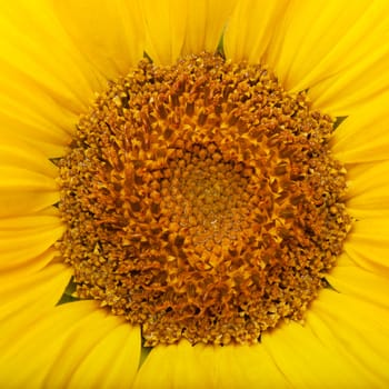 sunflower background.tall plant with a large yellow-petalled flower that produces edible seeds