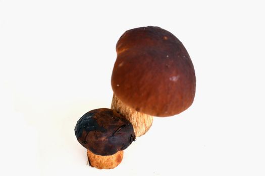 wild mushrooms on a white background isolated