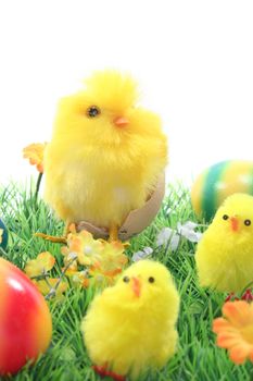 Chicks with Easter eggs on a flower meadow