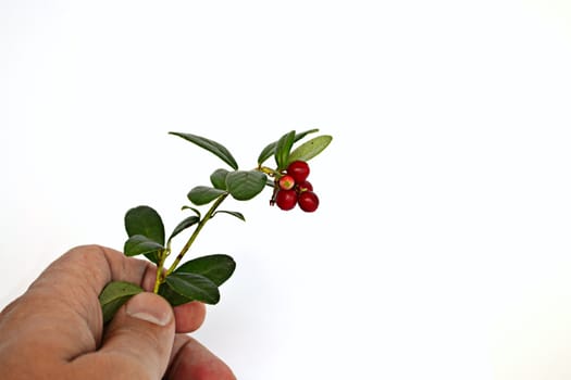 berries isolated on white background