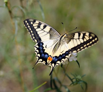 This striking butterfly is white with black wing and vein markings