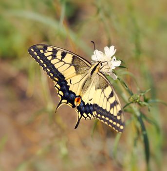 This striking butterfly is yellow with black wing and vein markings