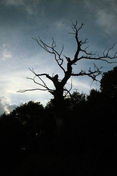 Dry tree. A night photo on a background of the effective sky