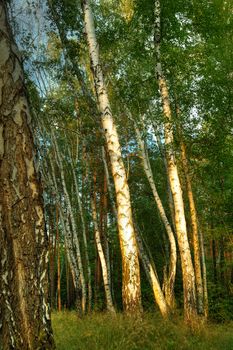 Birch. A tree of white color. A wood in the East Europe. Ukraine