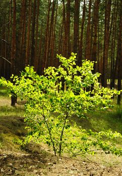 Tree under beams of the sun. A wood in the East Europe. Ukraine