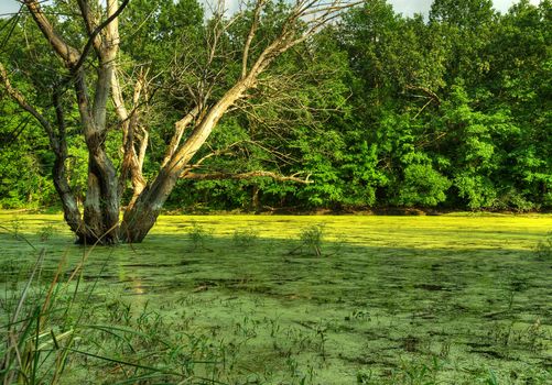 Bog. A fenny place with stagnant water