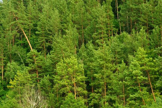 Green forest. The mixed wood on mountain in the East Europe. Ukraine.