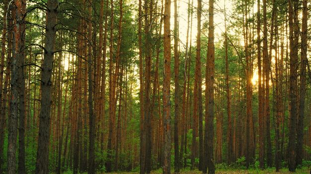 Forest. A coniferous forest in the East Europe. Ukraine.